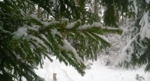 г.Киржач парк м-н Красный Октябрь