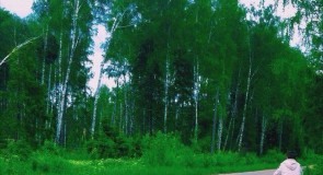 пгт. Красная Горбатка, ул. Трудовая, Июнь 2015