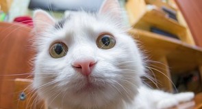 1 марта — день кота!