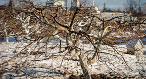 В монастырском саду. Суздаль