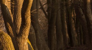 Весеннее пробуждение. Окраина города Муром