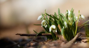 Во Владимирской области зацвели подснежники