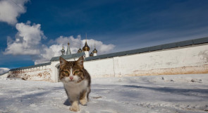 Гигантский гороховецкий кот выходит из ворот