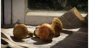 Грибочки Киржачского района