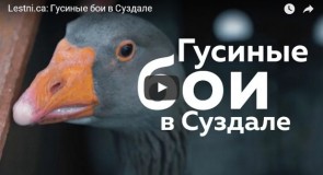 Гусиные бои в Суздале