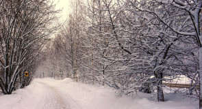 Заснеженный Владимир Юлии Селиверстовой