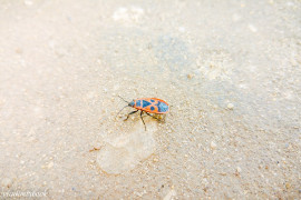 Клоп-солдатик — одно из самых первых насекомых, появляющихся весной