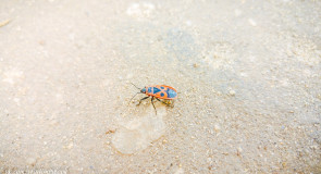 Клоп-солдатик — одно из самых первых насекомых, появляющихся весной
