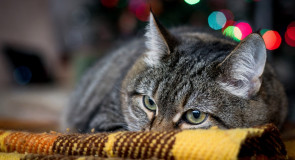 Котик, котик мягенький животик