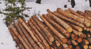 Красная Горбатка: Работа лесорубов