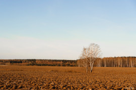 Красота русского поля