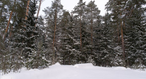 Лес под снежным покровом