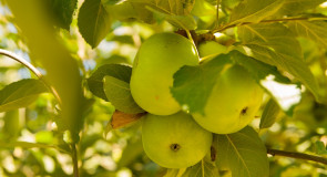 Летние яблоки