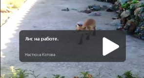 Лис на территории завода