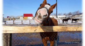Лошадиное настроение