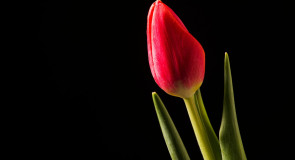 Март. Пора весенних цветов.