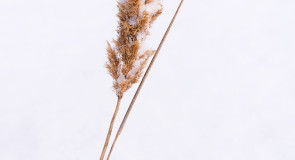 Март. Природа просыпается