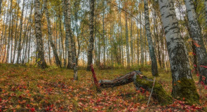 Мстерский лесок, Вязниковский район