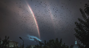 Пернатая радуга в Муроме