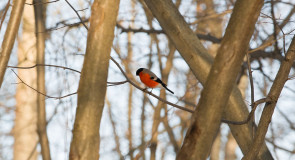 Птицы в парке «Дружба»