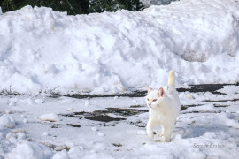 Суздаль. Мартовский кот