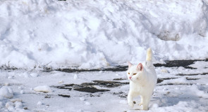 Суздаль. Мартовский кот