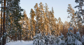 Февральское утро во Владимирском лесу
