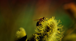 Апреля 13 день. Наблюдаем за природой