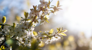 В парке у ДТЮ поют соловьи и вовсю цветут плодовые деревья