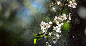 Весна во Владимирских парках