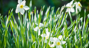 Владимирская область. Весна во всей красе.