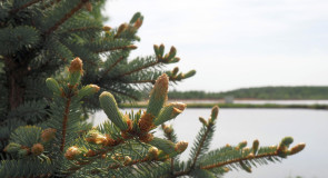 Воскресный день на «Базе Рыбака» около деревни Сергейцево Ковровского района