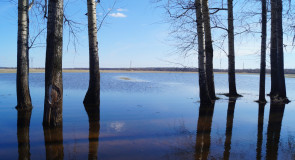 Дома не сидим: Разлив, церковь Покрова-на-Нерли