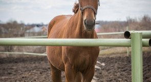Красивые и грациозные суздальские кони