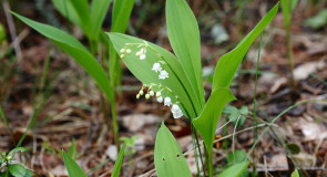 Майские ландыши из ковровских лесов