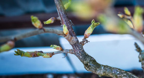 Муром. Панфилово. Весна