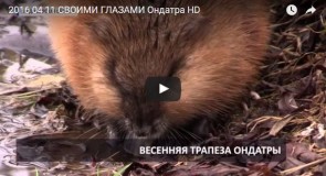 Весенняя трапеза Ондатры. Владимирская область