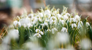 Первые весенние цветы