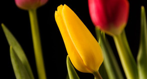 Пора весенних цветов