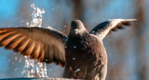 Купание голубков в парке Липки