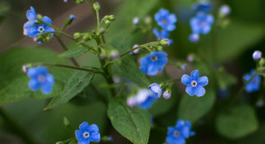 ☀ Природа просыпается … 🌸