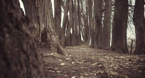 Прогулка в Муроме возле Оки