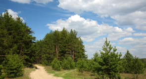 Прогулка по весеннему лесу (Близ Коврова)