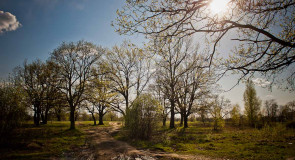 Солнечный майский день. Пойма реки Клязьма