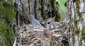 У птиц начался период высиживания яиц