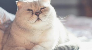 Усатый кот доволен открытию деревенского сезона