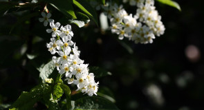 Холода наступают-черёмуха цветёт! (или наоборот)