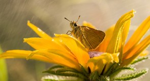 Бабочки Киржачского района