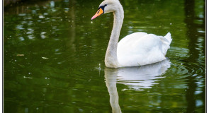 Владимирские лебеди
