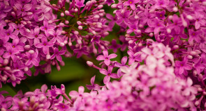 Во Владимирской области сирень цветет в июне